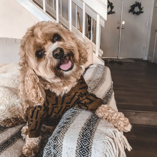 Clothes Medium And Large Puppy Casual Brown Letter Sweater